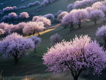 數(shù)九待春歸，亞歐果仁香